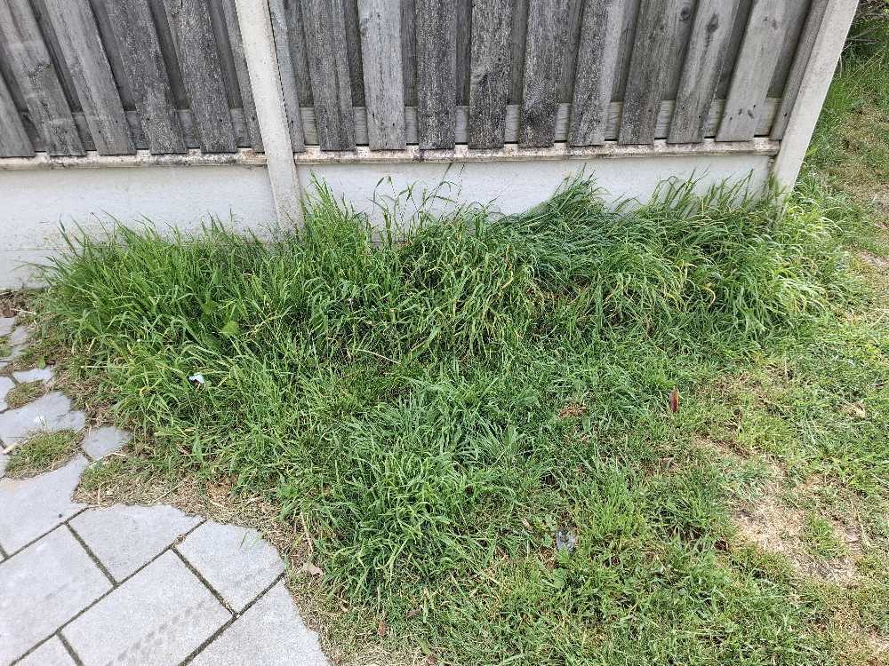 Foto bij melding 5099181 · Groenonderhoud