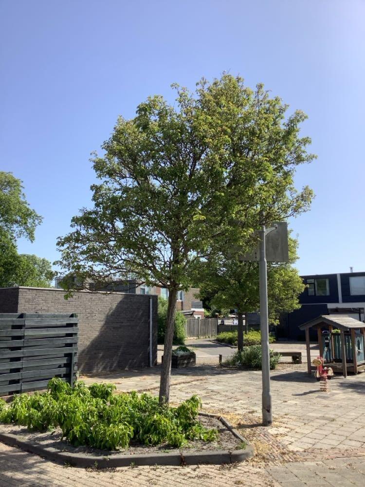 Foto bij melding 5126594 · Groenonderhoud