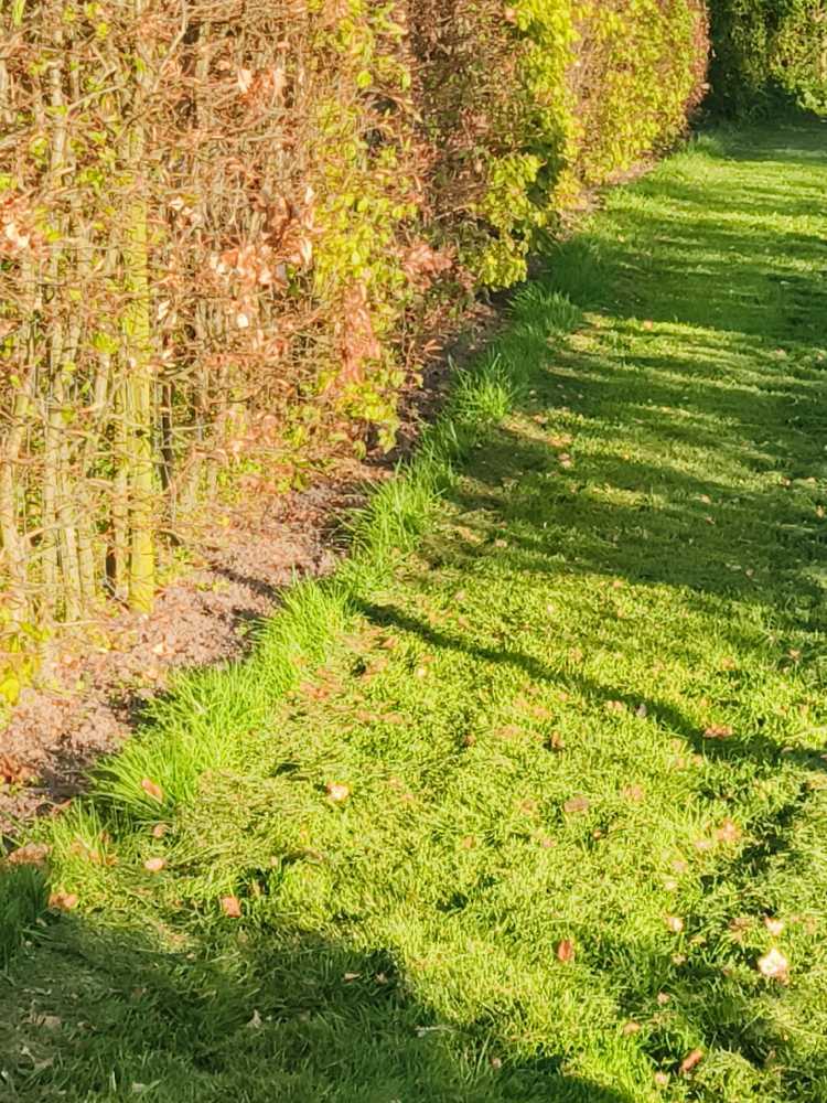 Foto bij melding 5104999 · Openbaar groen