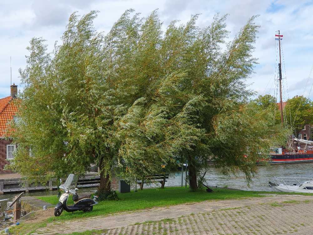 Foto bij melding 5535687 · Groen en bomen