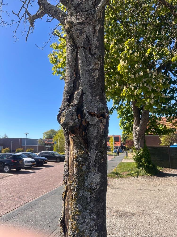Foto bij melding 5056790 · Openbaar groen