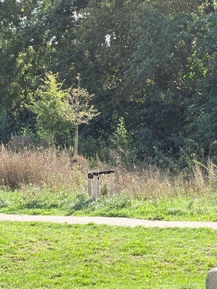 Foto bij melding 5667419 · Groenonderhoud