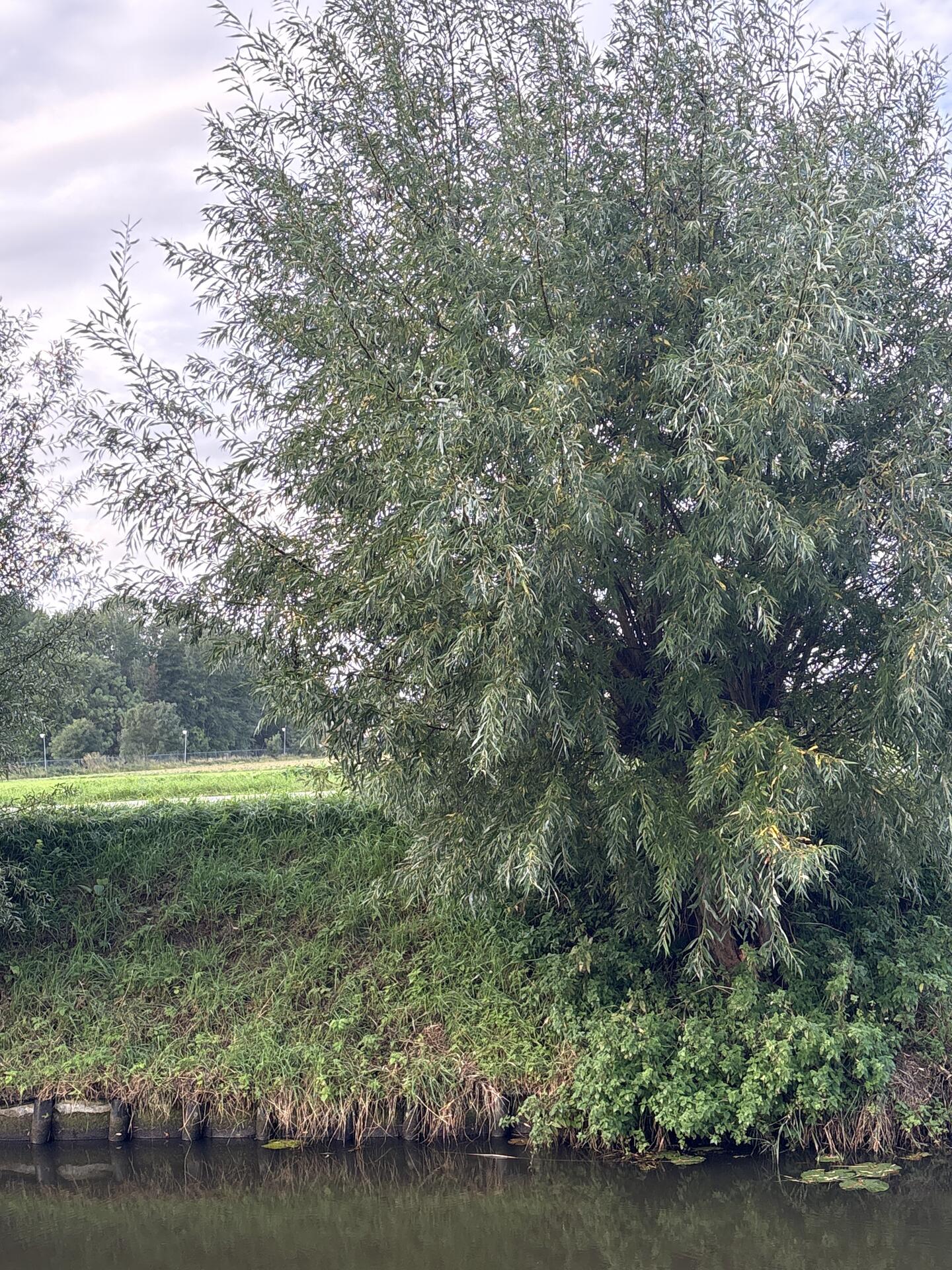 Foto bij melding 5641329 · Openbaar groen