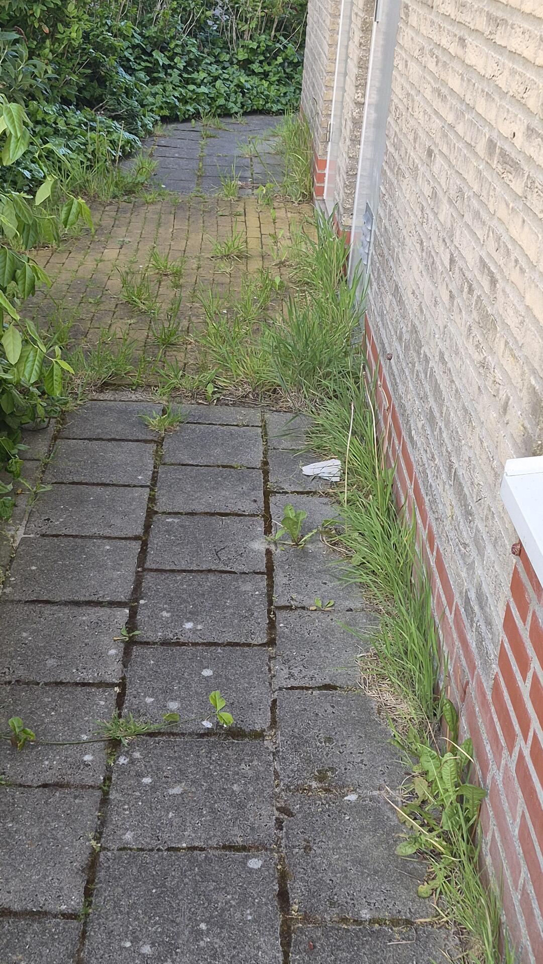 Foto bij melding 5129669 · Openbaar groen
