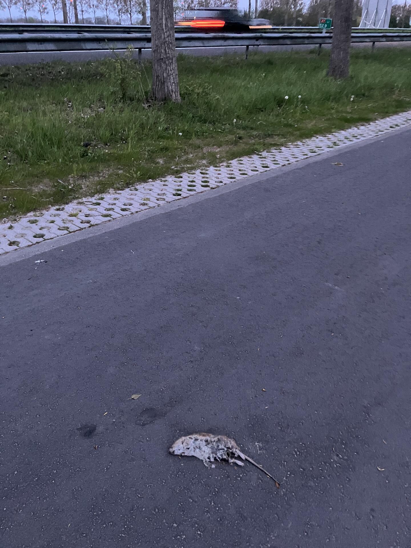 Foto bij melding 5050920 · Dieren