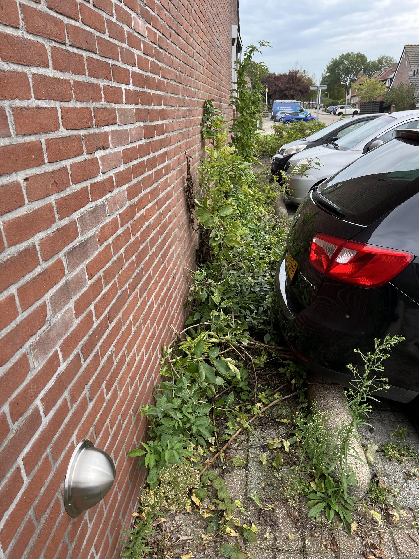 Foto bij melding 5639632 · Openbaar groen