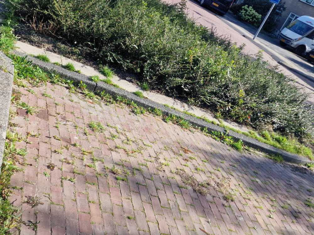 Foto bij melding 5602201 · Openbaar groen