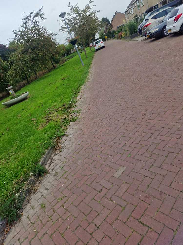 Foto bij melding 5606483 · Openbaar groen