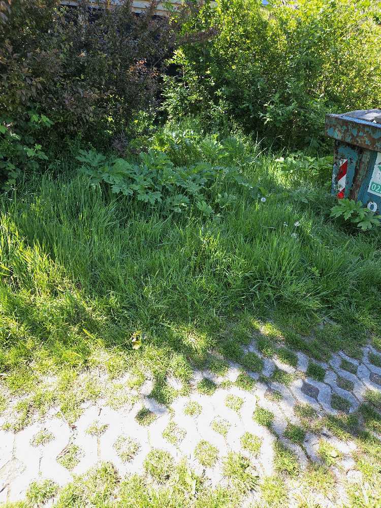 Foto bij melding 5082821 · Groenonderhoud