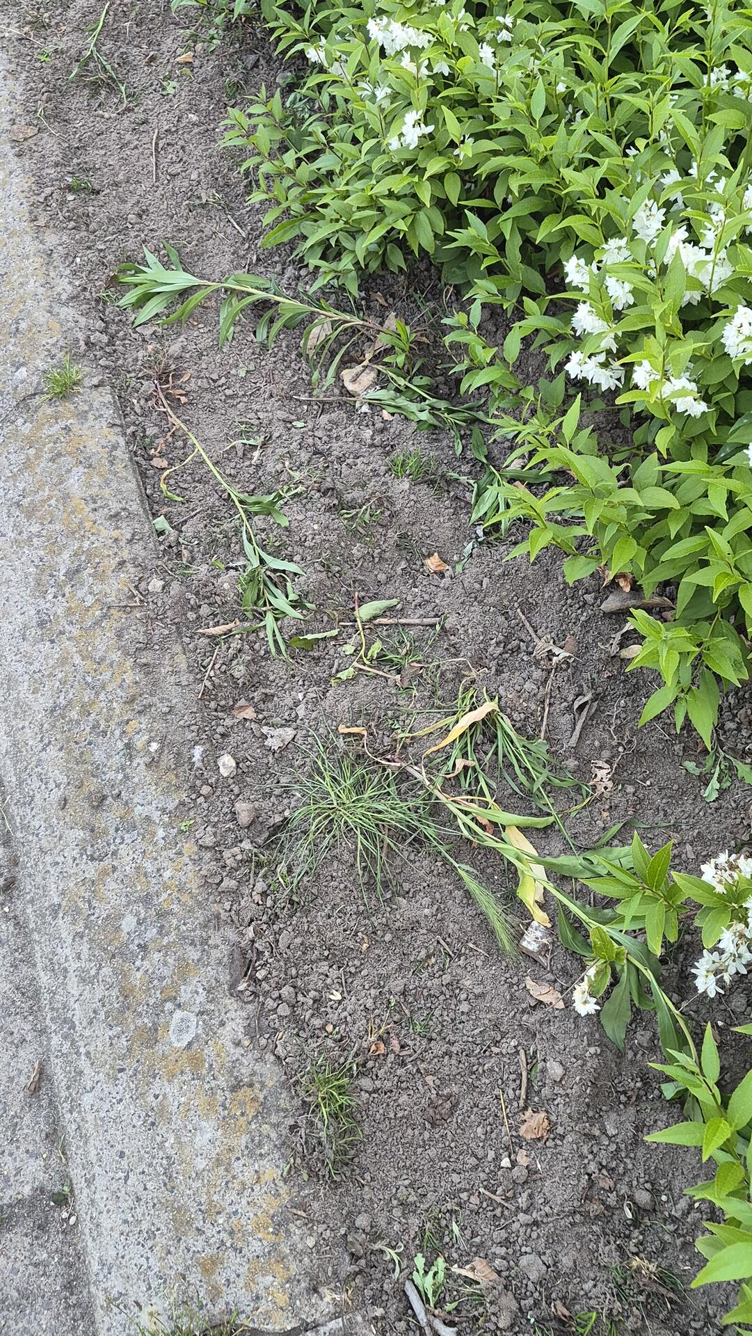 Foto bij melding 5129669 · Openbaar groen