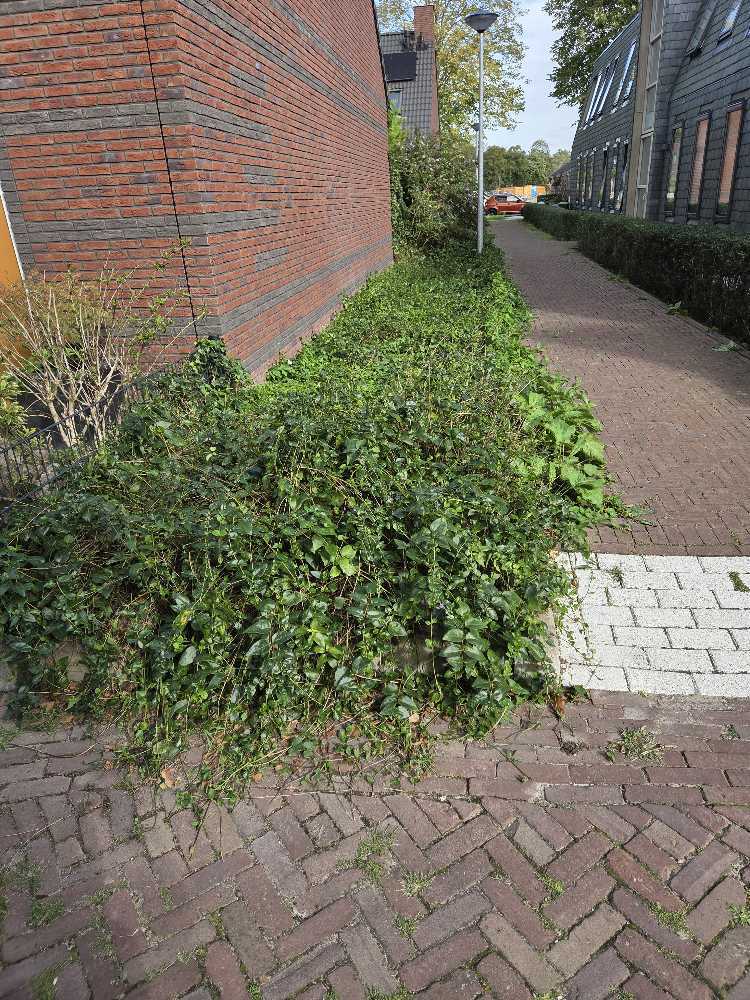 Foto bij melding 5535289 · Openbaar groen