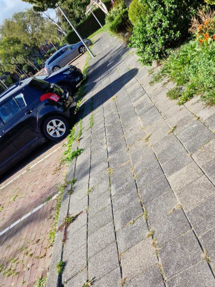 Foto bij melding 5602201 · Openbaar groen