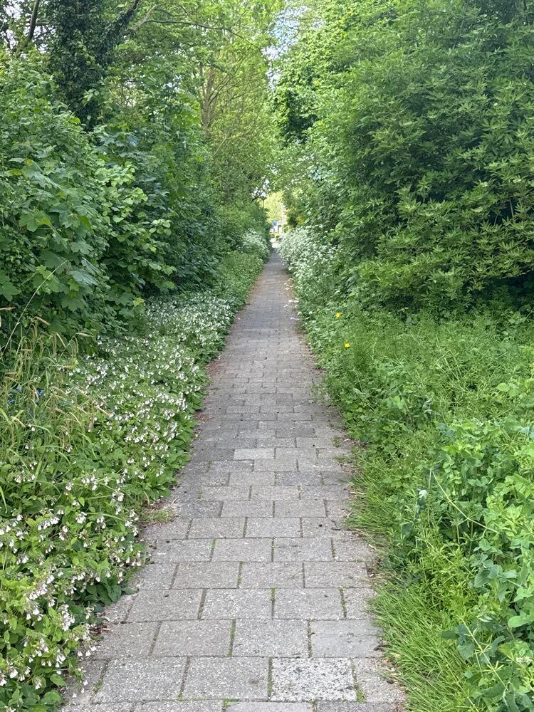 Foto bij melding 5092160 · Openbaar groen