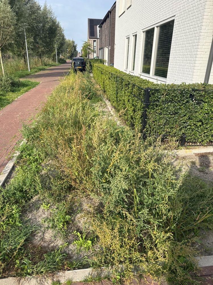 Foto bij melding 5622587 · Groenonderhoud