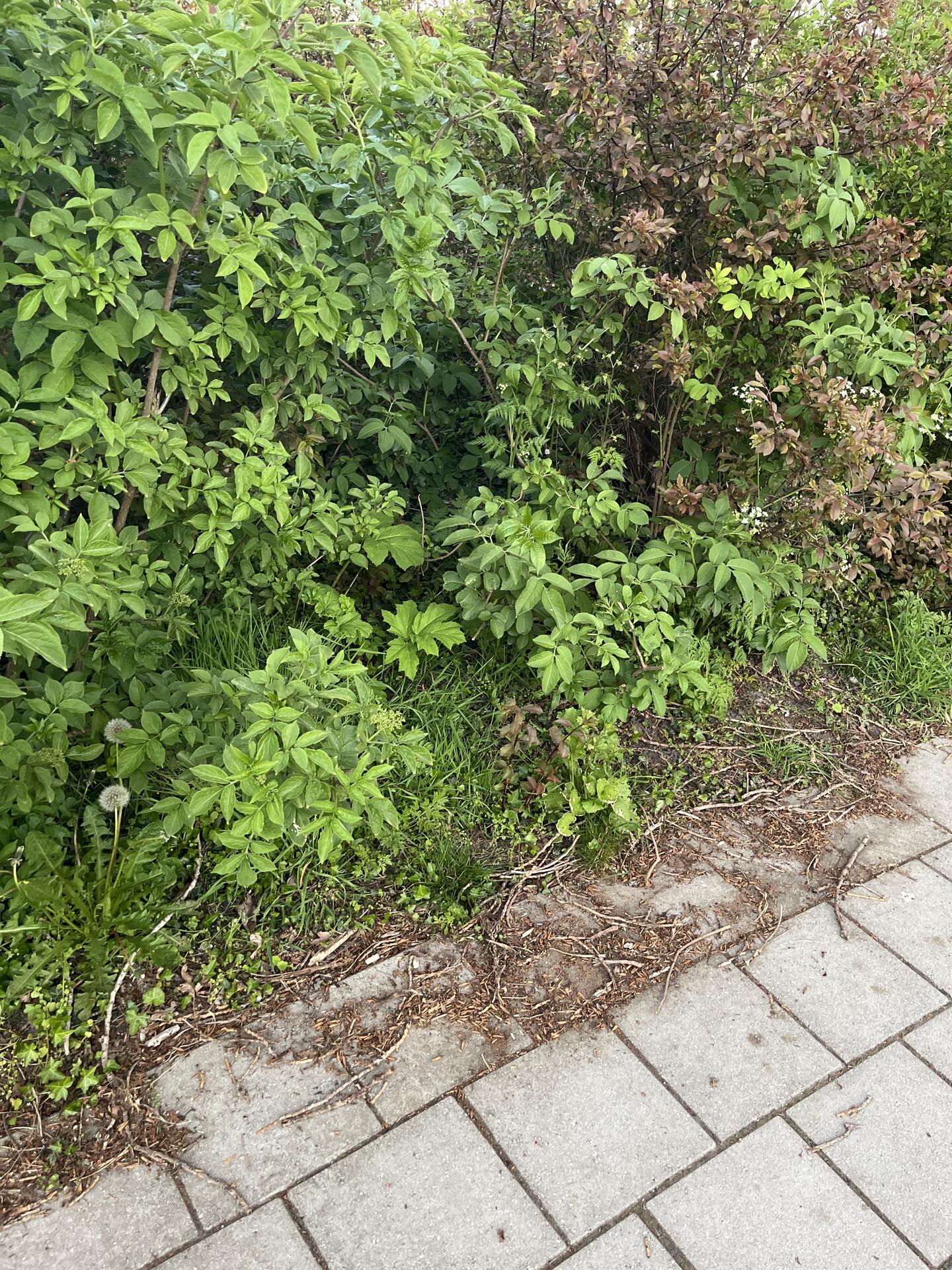 Foto bij melding 5060955 · Groenonderhoud
