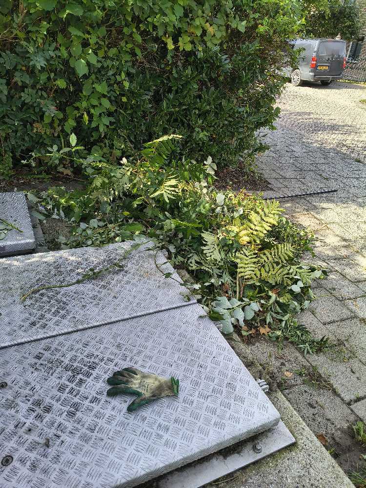 Foto bij melding 5579474 · Openbaar groen