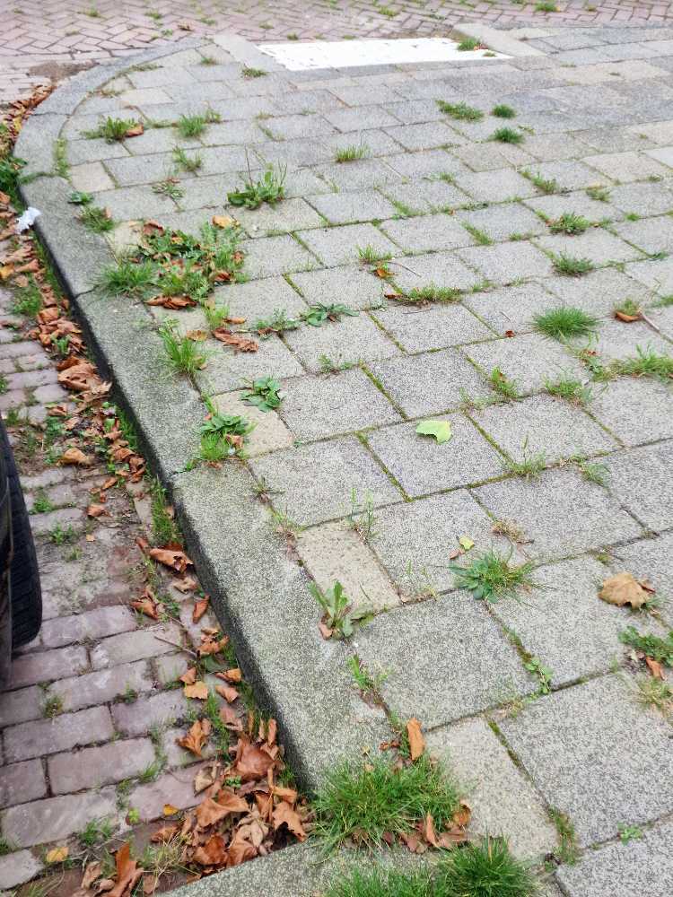 Foto bij melding 5657856 · Openbaar groen