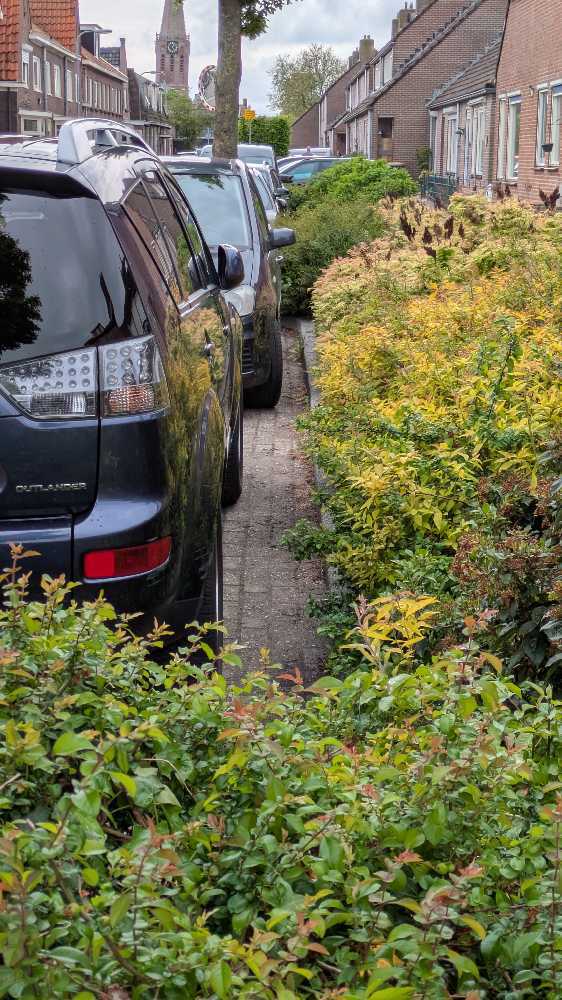Foto bij melding 5068300 · Groen en bomen