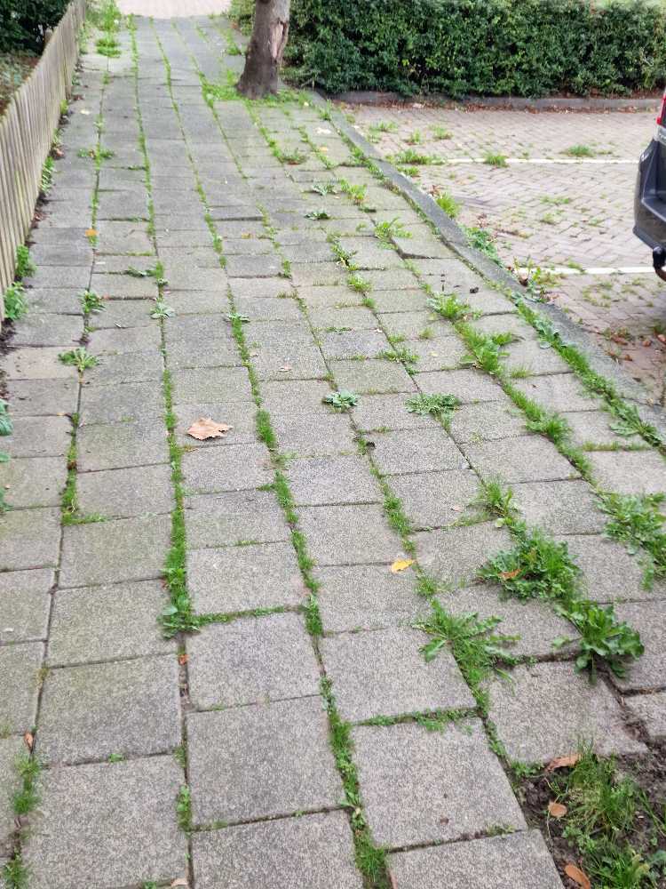 Foto bij melding 5657856 · Openbaar groen