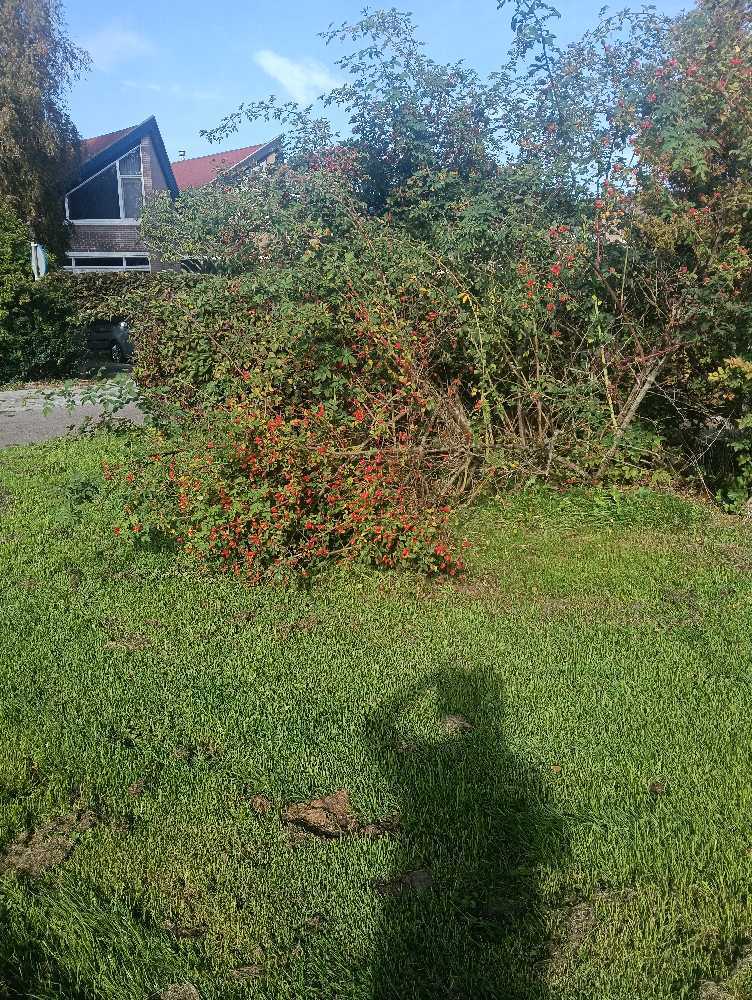 Foto bij melding 5665094 · Groenonderhoud