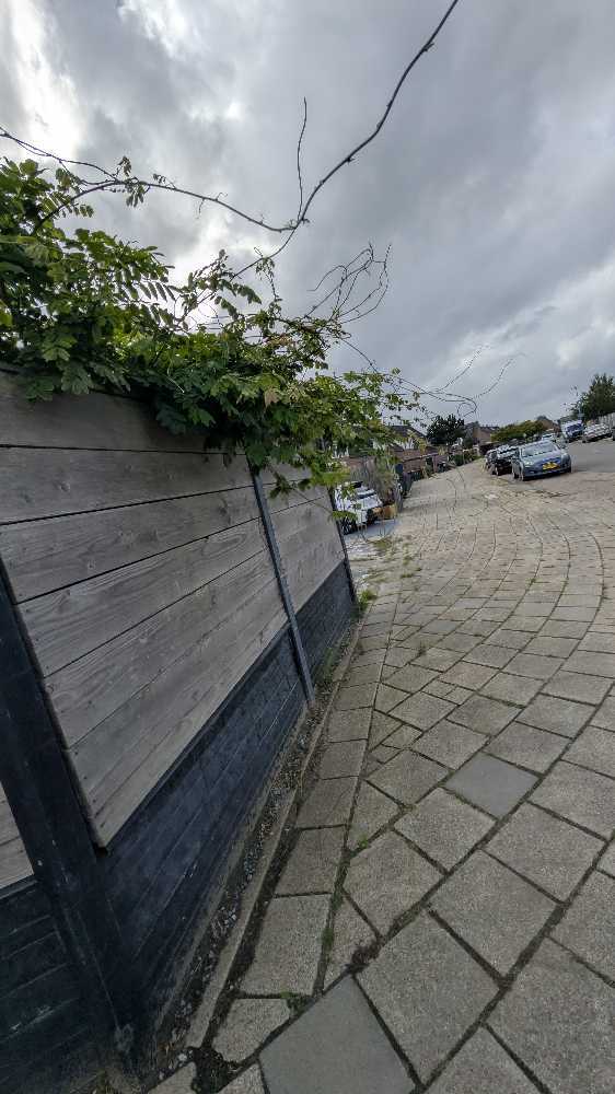 Foto bij melding 5560551 · Groenonderhoud