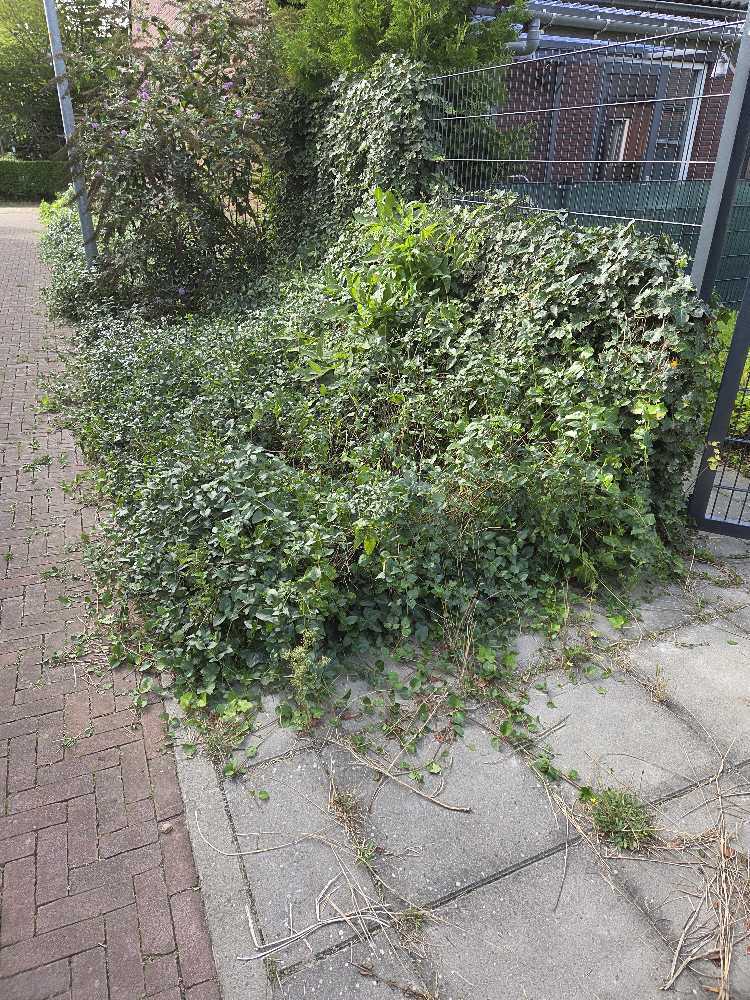 Foto bij melding 5535289 · Openbaar groen