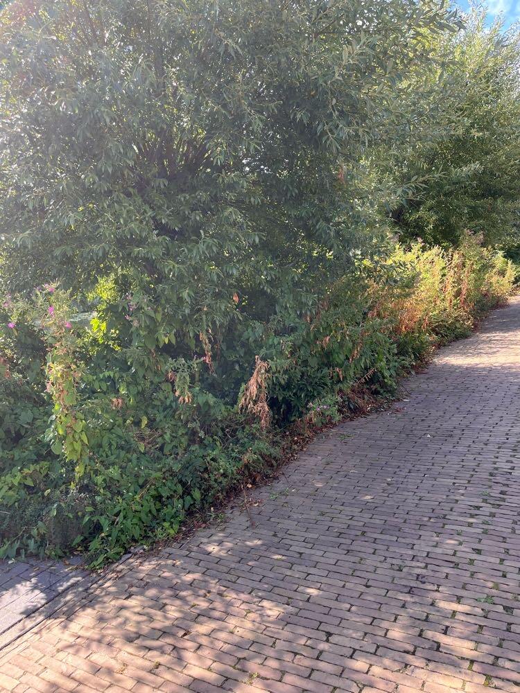 Foto bij melding 5623938 · Openbaar groen