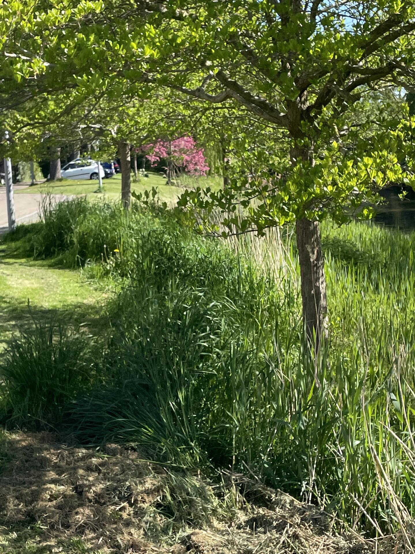 Foto bij melding 5058584 · Openbaar groen