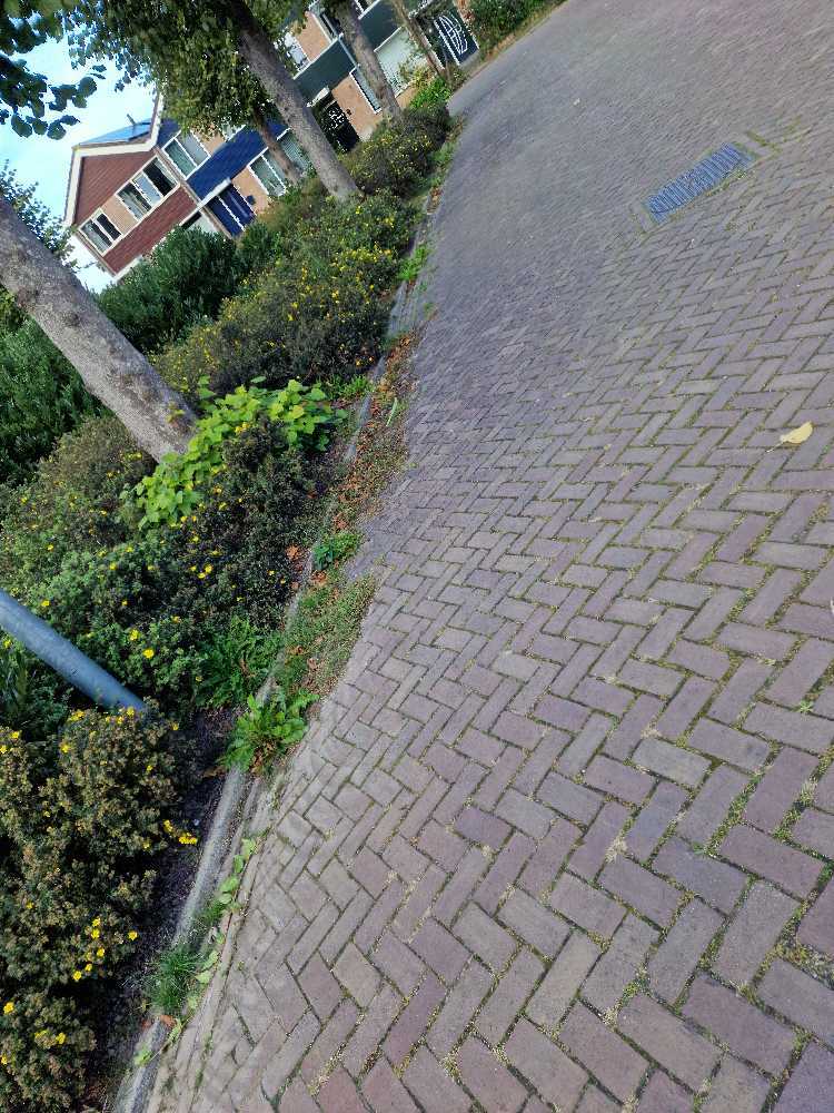 Foto bij melding 5602160 · Openbaar groen