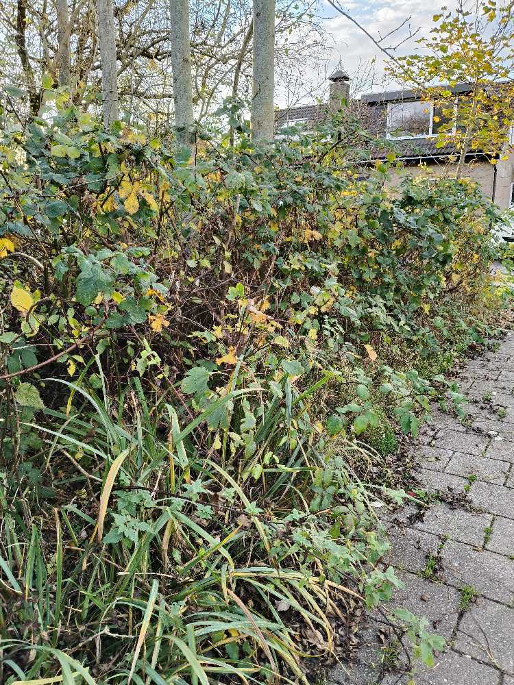 Foto bij melding 5613402 · Openbaar groen