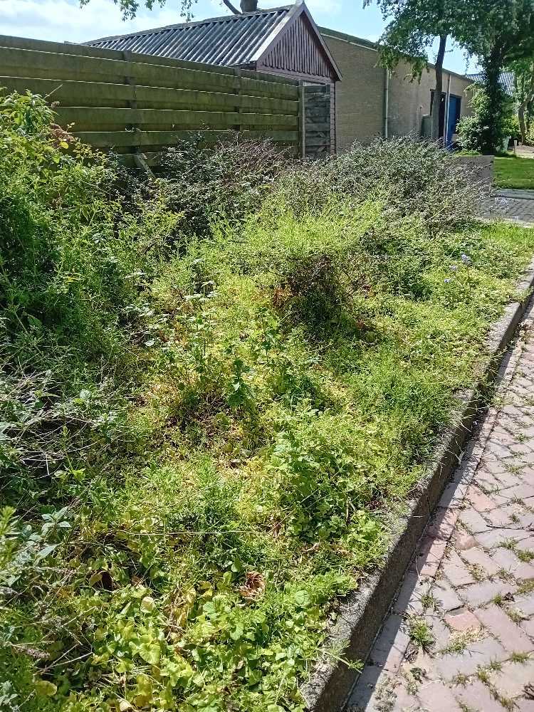 Foto bij melding 5128479 · Openbaar groen