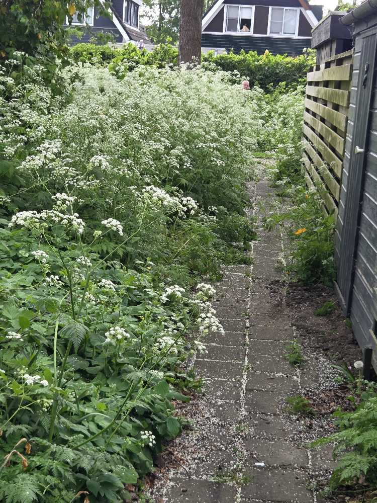 Foto bij melding 5072956 · Openbaar groen