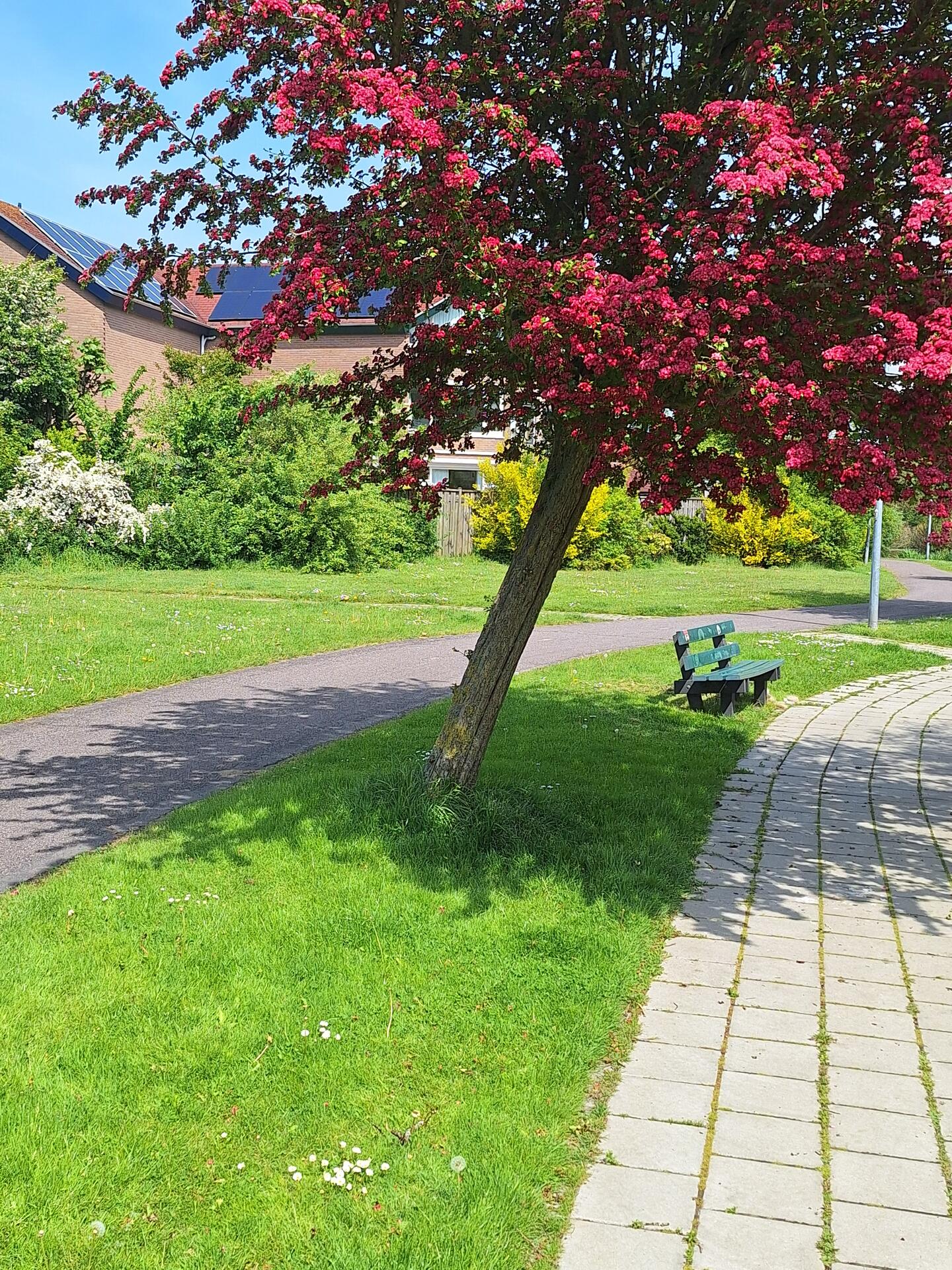 Foto bij melding 5117914 · Groenonderhoud