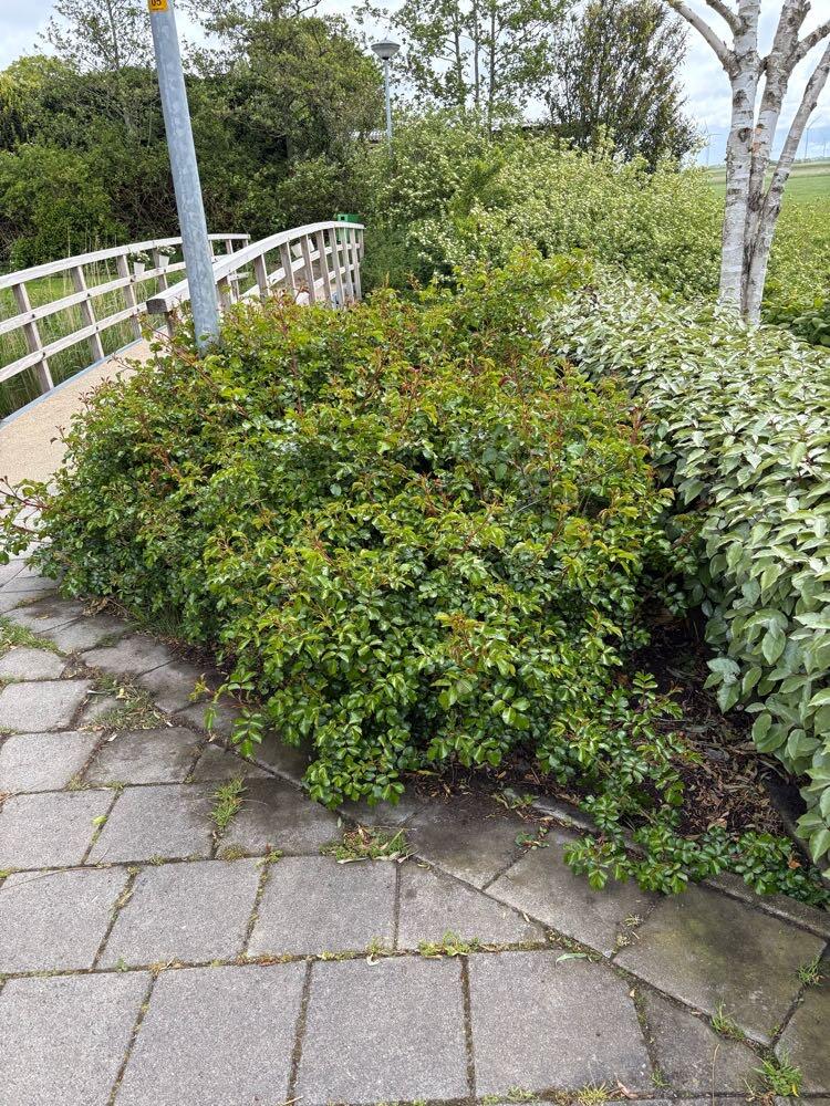 Foto bij melding 5107740 · Openbaar groen