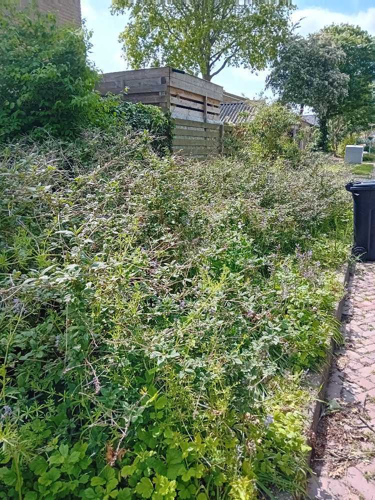 Foto bij melding 5128479 · Openbaar groen