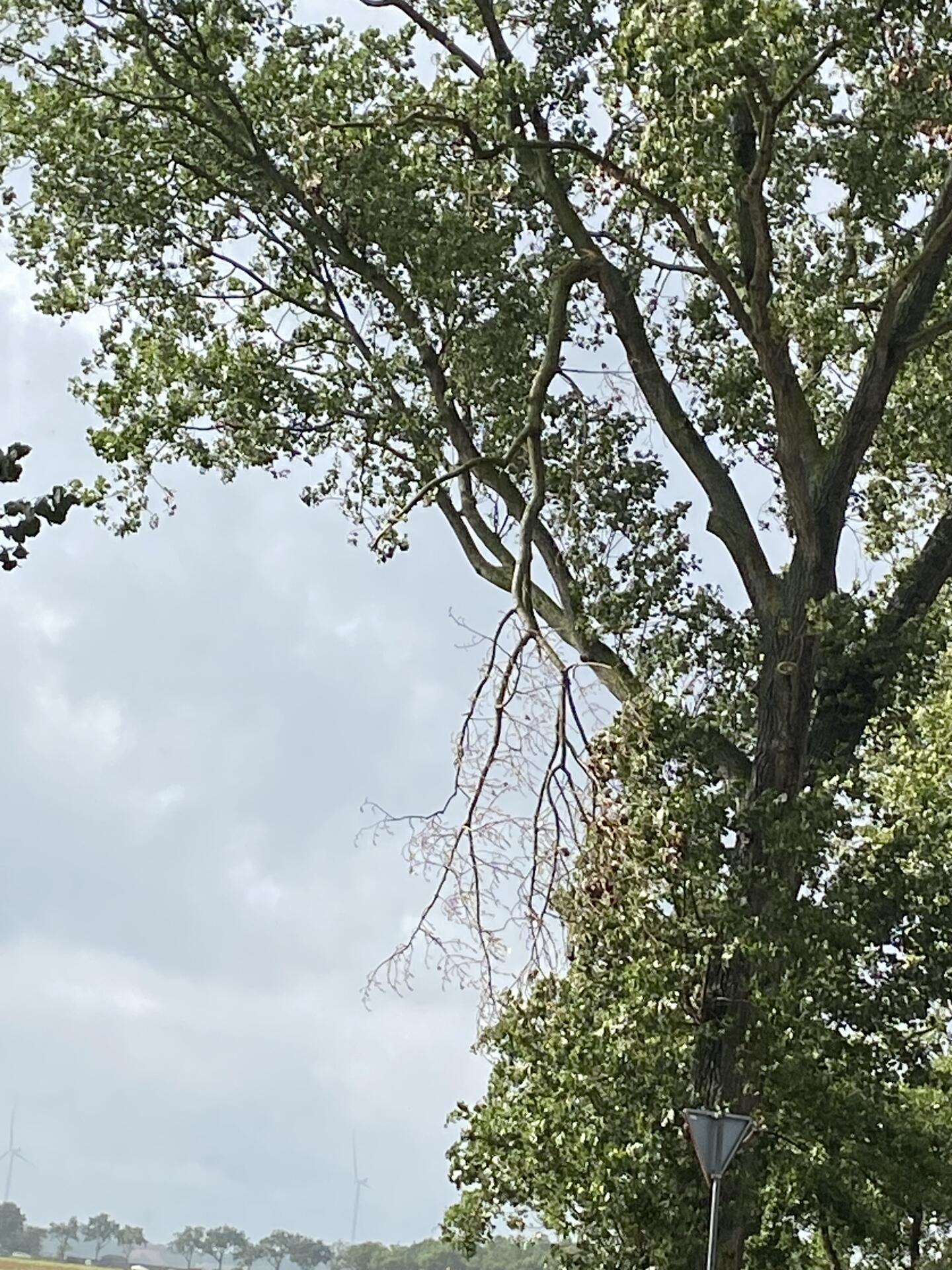 Foto bij melding 5565178 · Openbaar groen