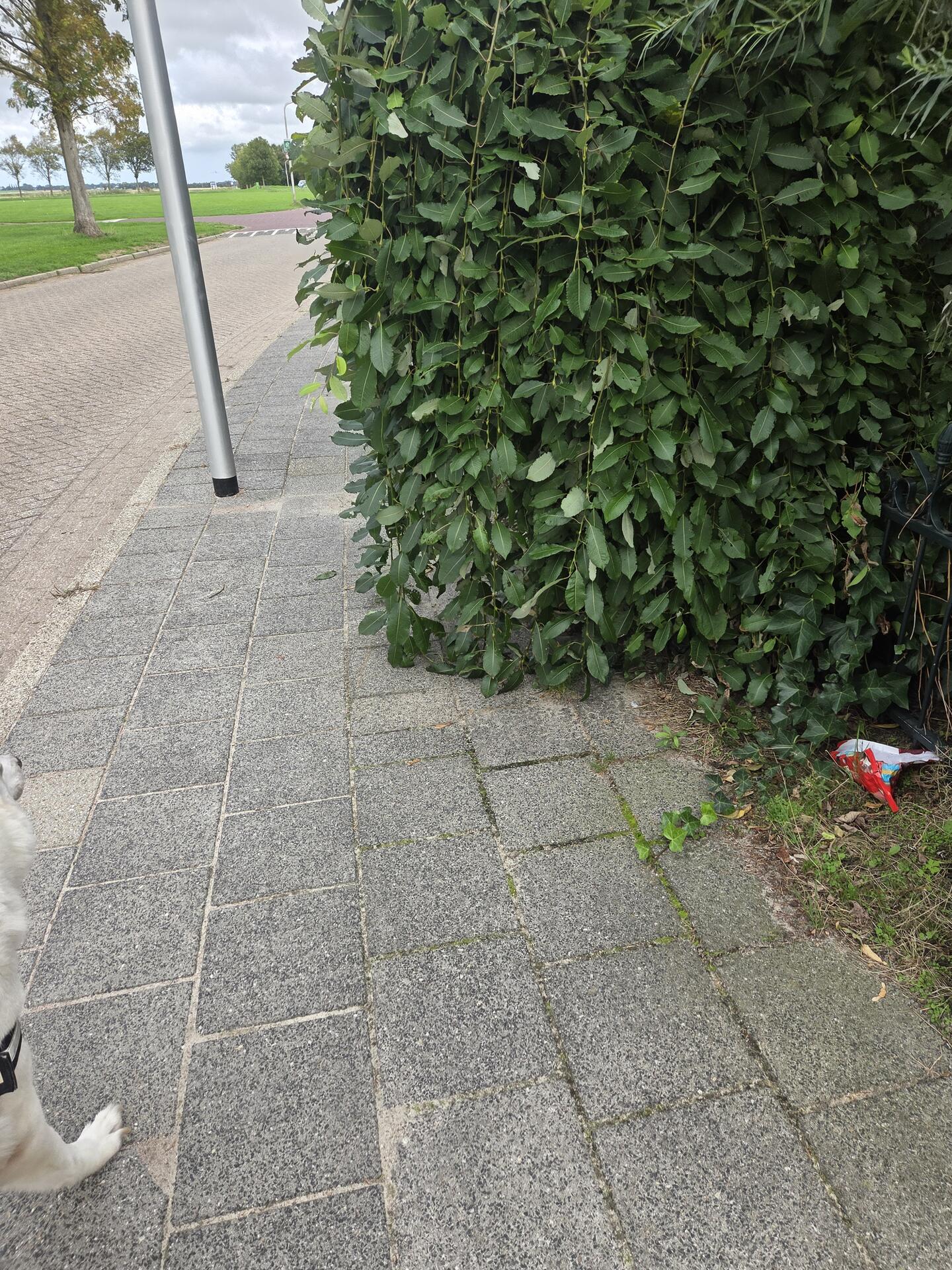 Foto bij melding 5576604 · Openbaar groen