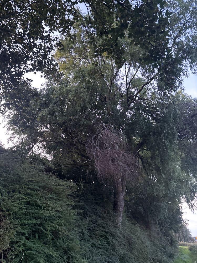 Foto bij melding 5653756 · Openbaar groen