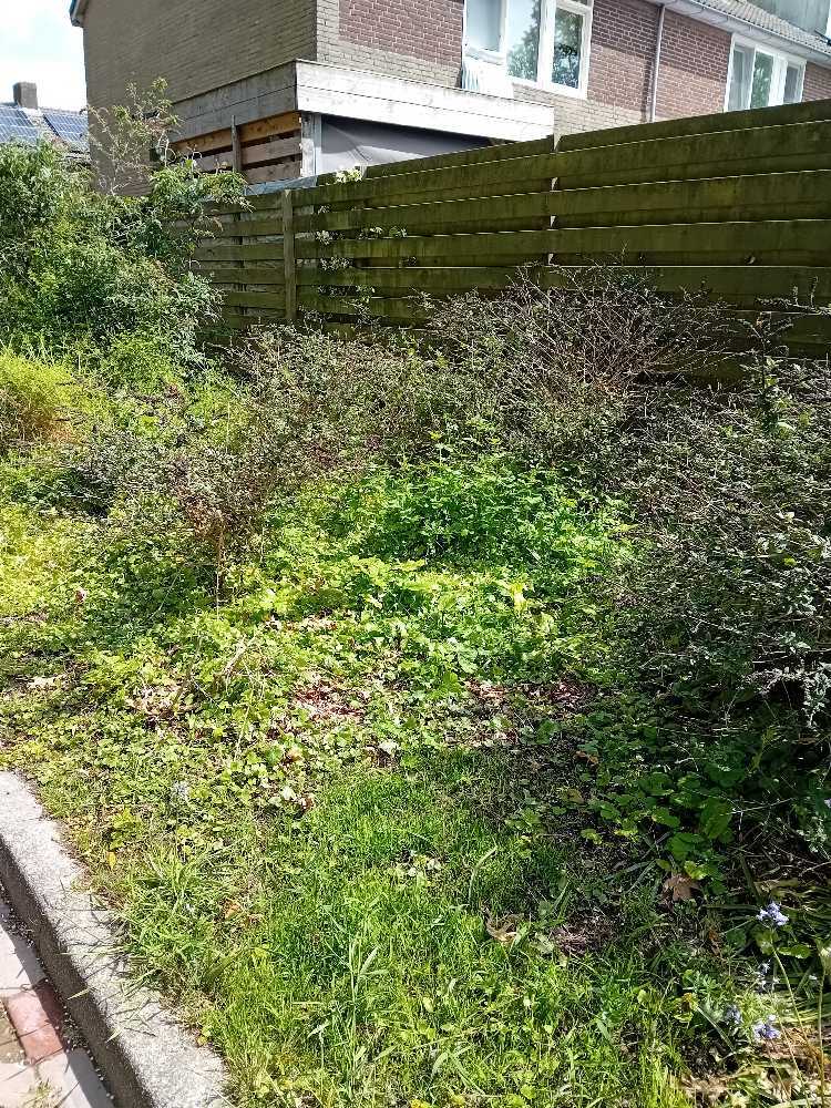 Foto bij melding 5128479 · Openbaar groen