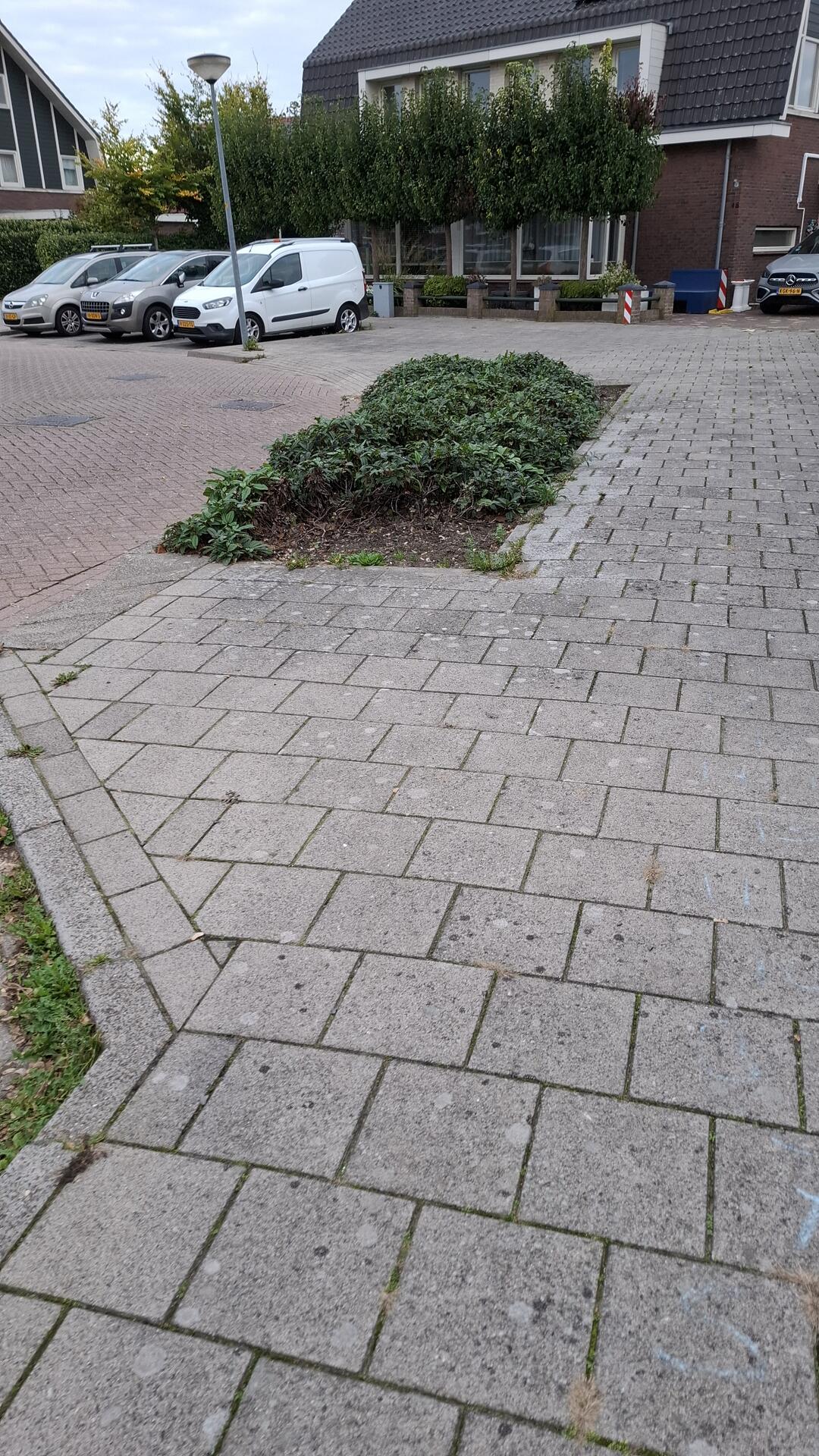 Foto bij melding 5695262 · Openbaar groen