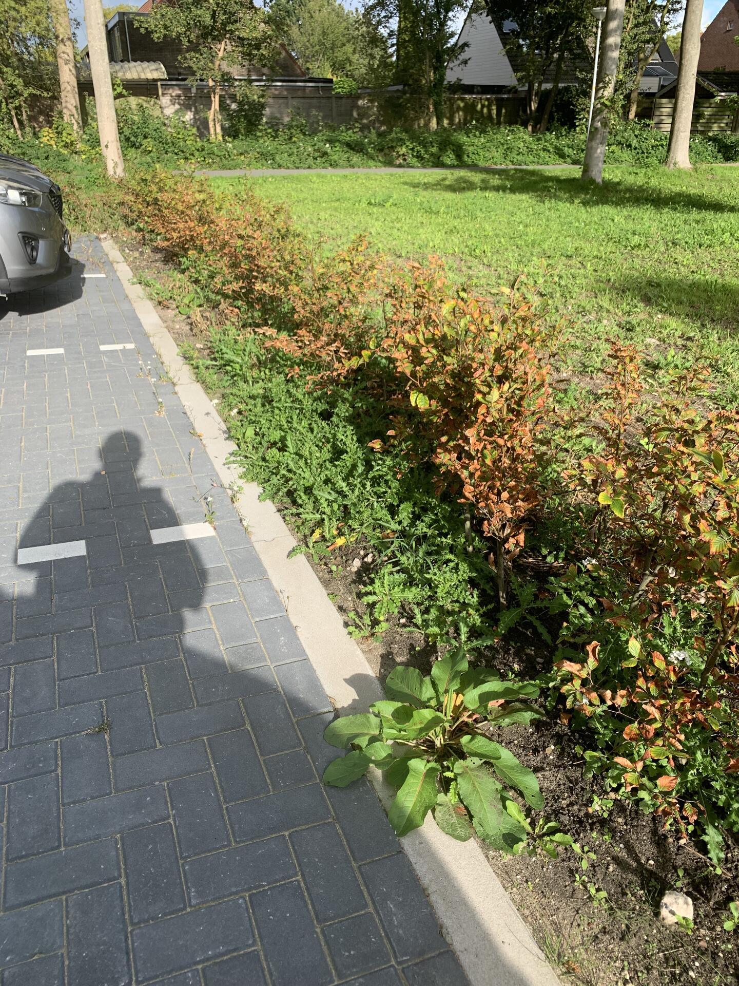 Foto bij melding 5613025 · Openbaar groen