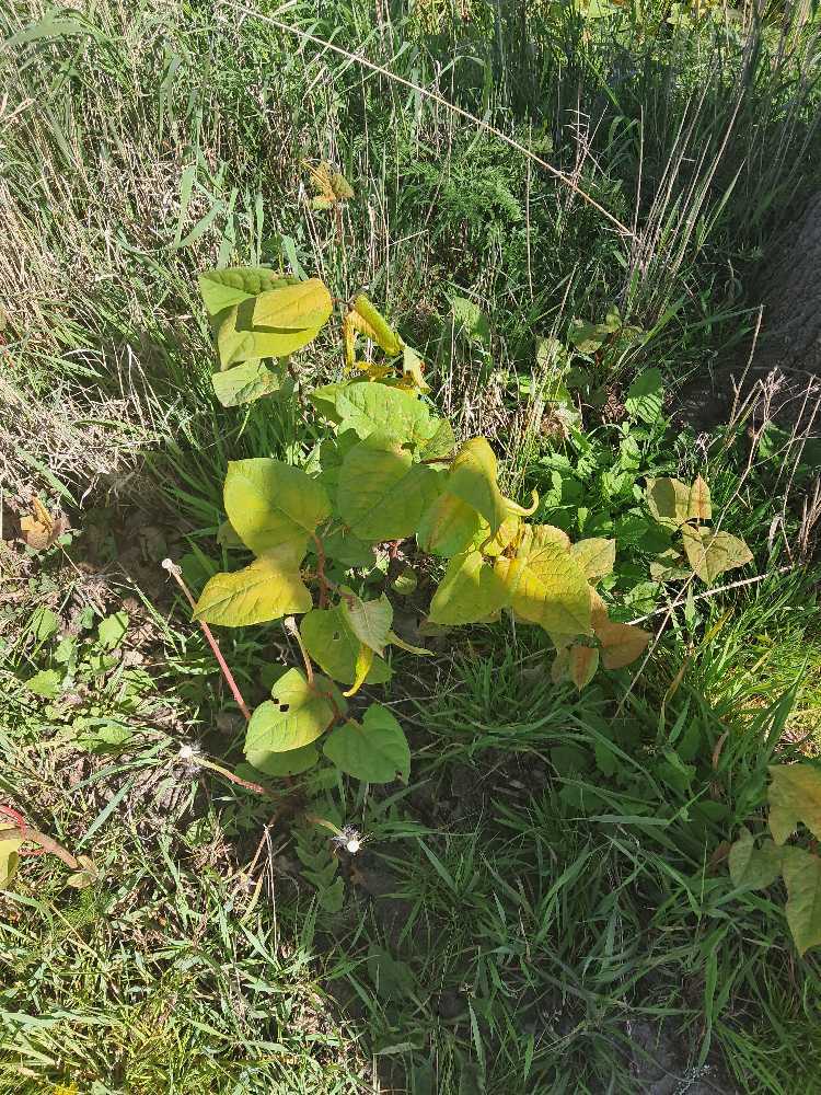 Foto bij melding 5051154 · Openbaar groen