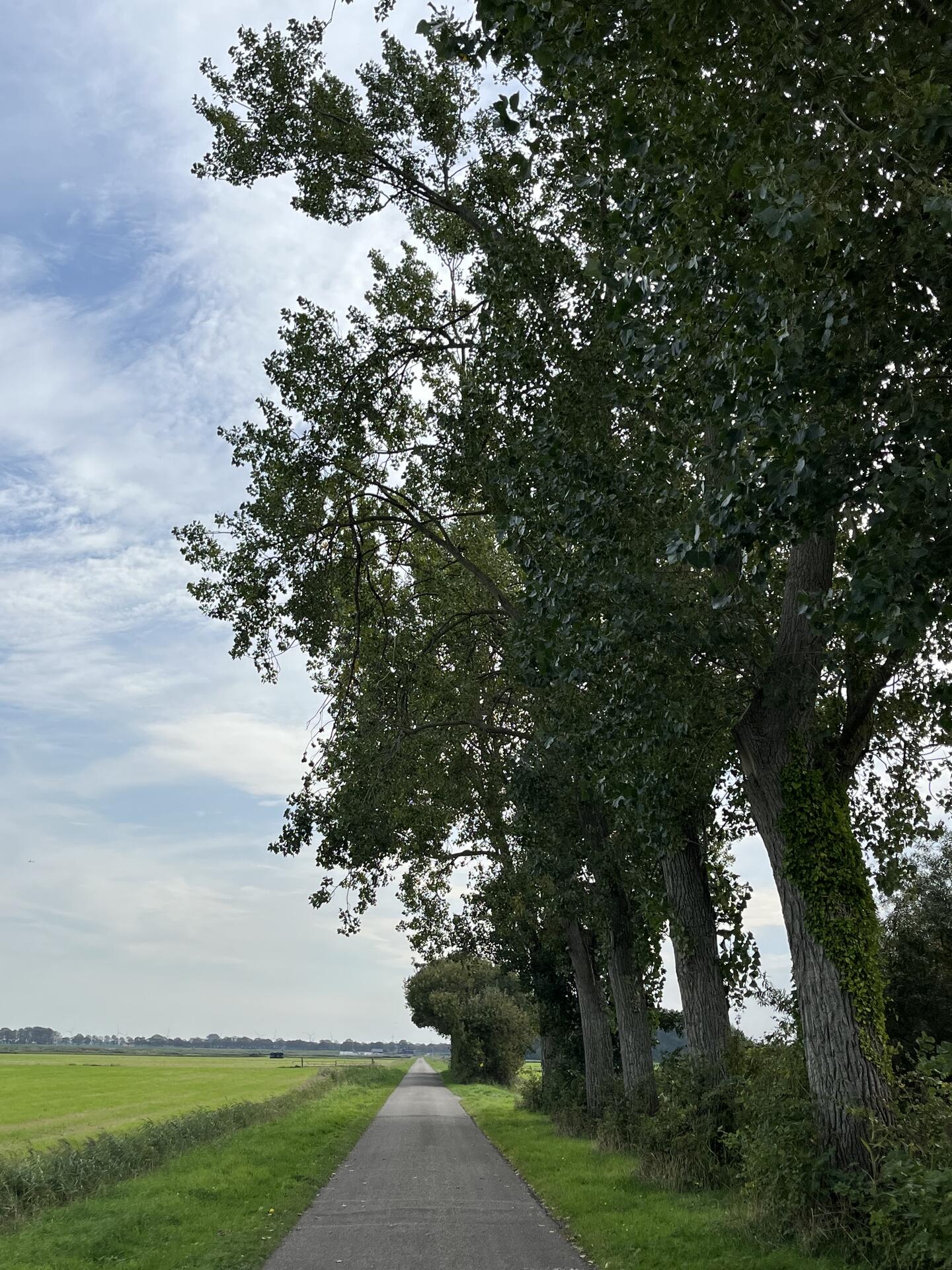 Foto bij melding 5664511 · Openbaar groen