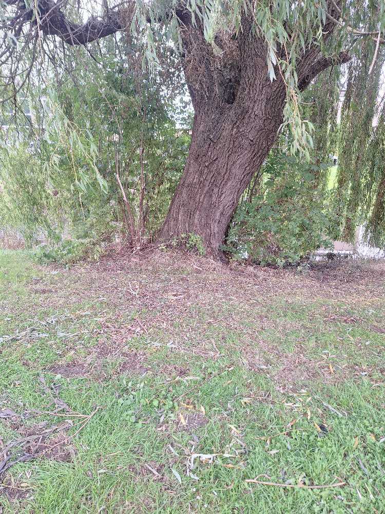 Foto bij melding 5580973 · Openbaar groen