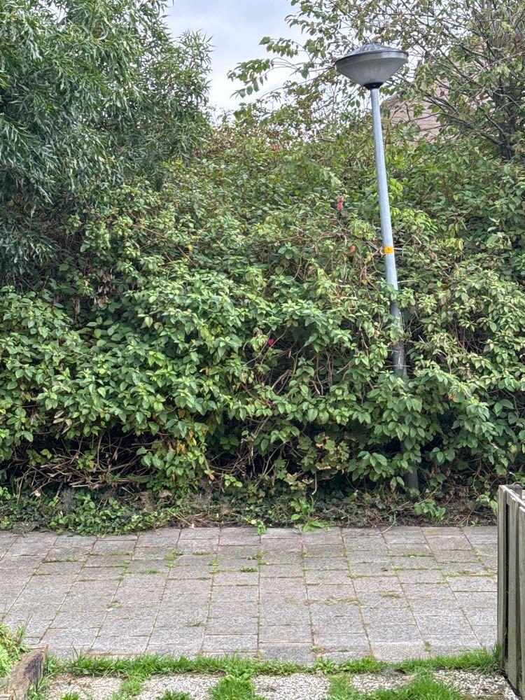 Foto bij melding 5610906 · Straatverlichting