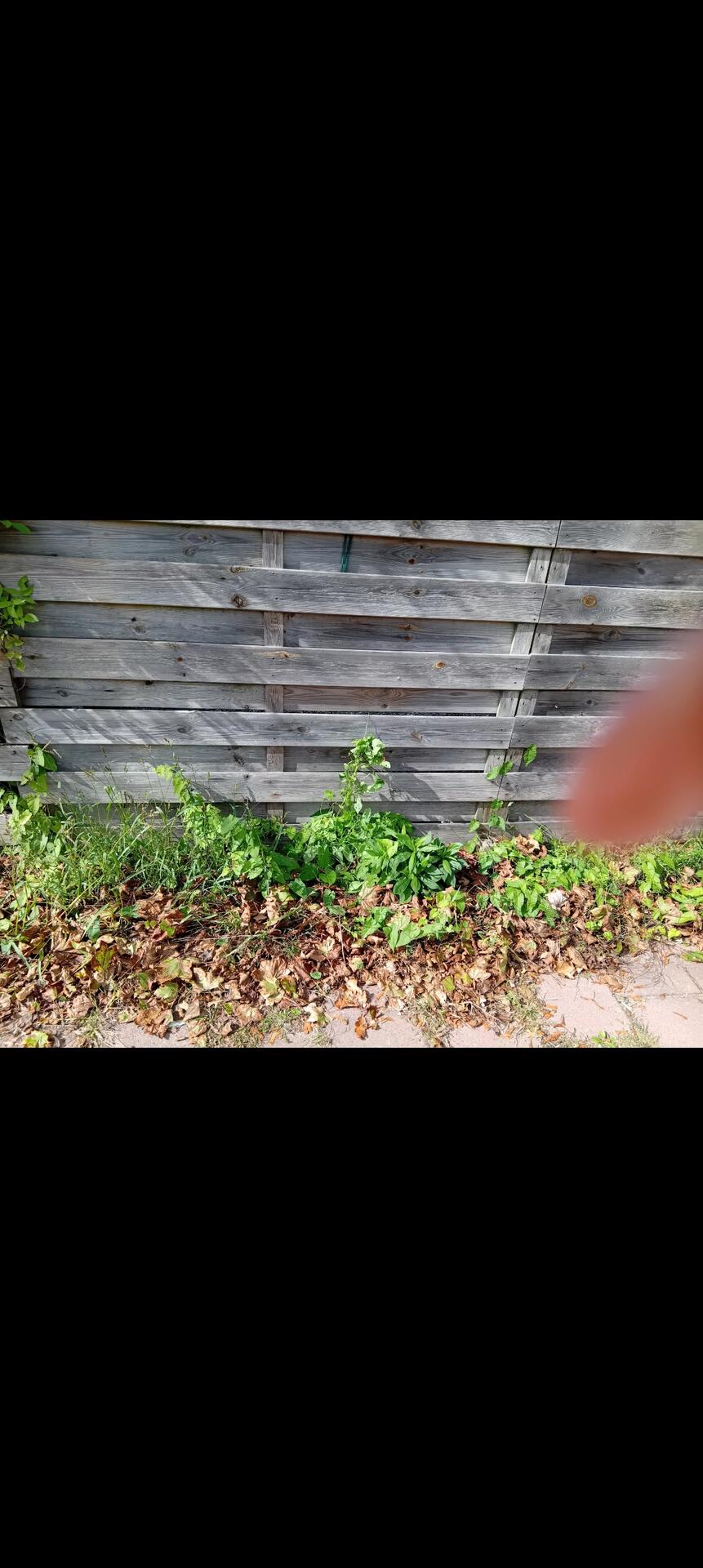 Foto bij melding 5591593 · Openbaar groen