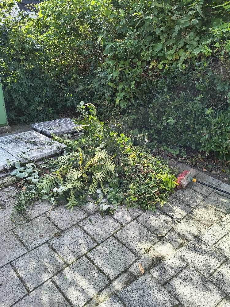 Foto bij melding 5579474 · Openbaar groen
