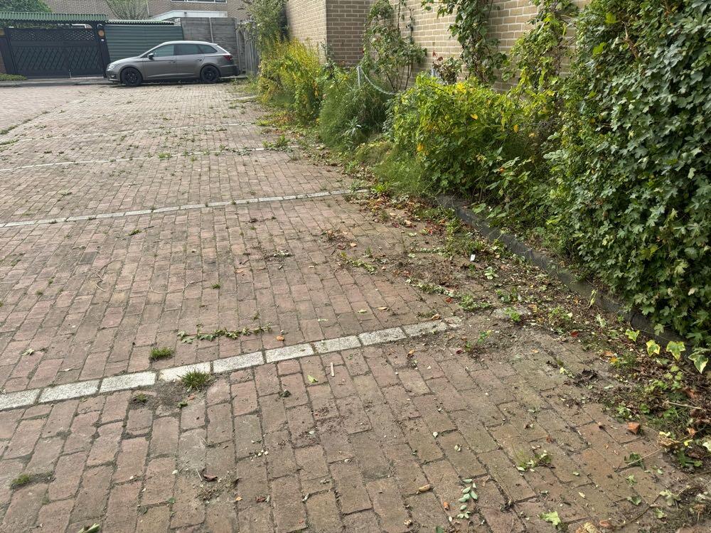 Foto bij melding 5633571 · Openbaar groen