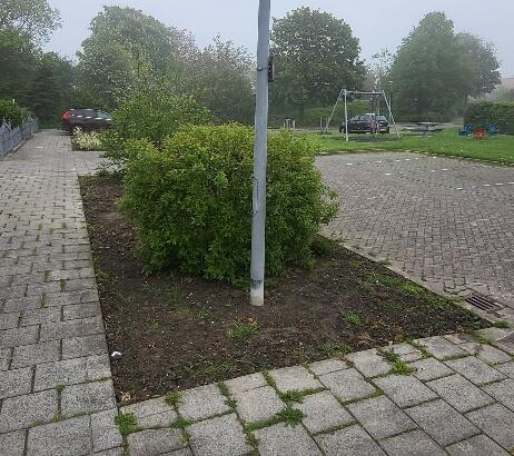 Foto bij melding 5069581 · Openbaar groen