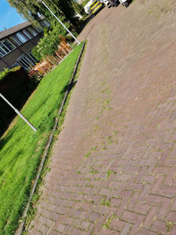 Foto bij melding 5602211 · Openbaar groen